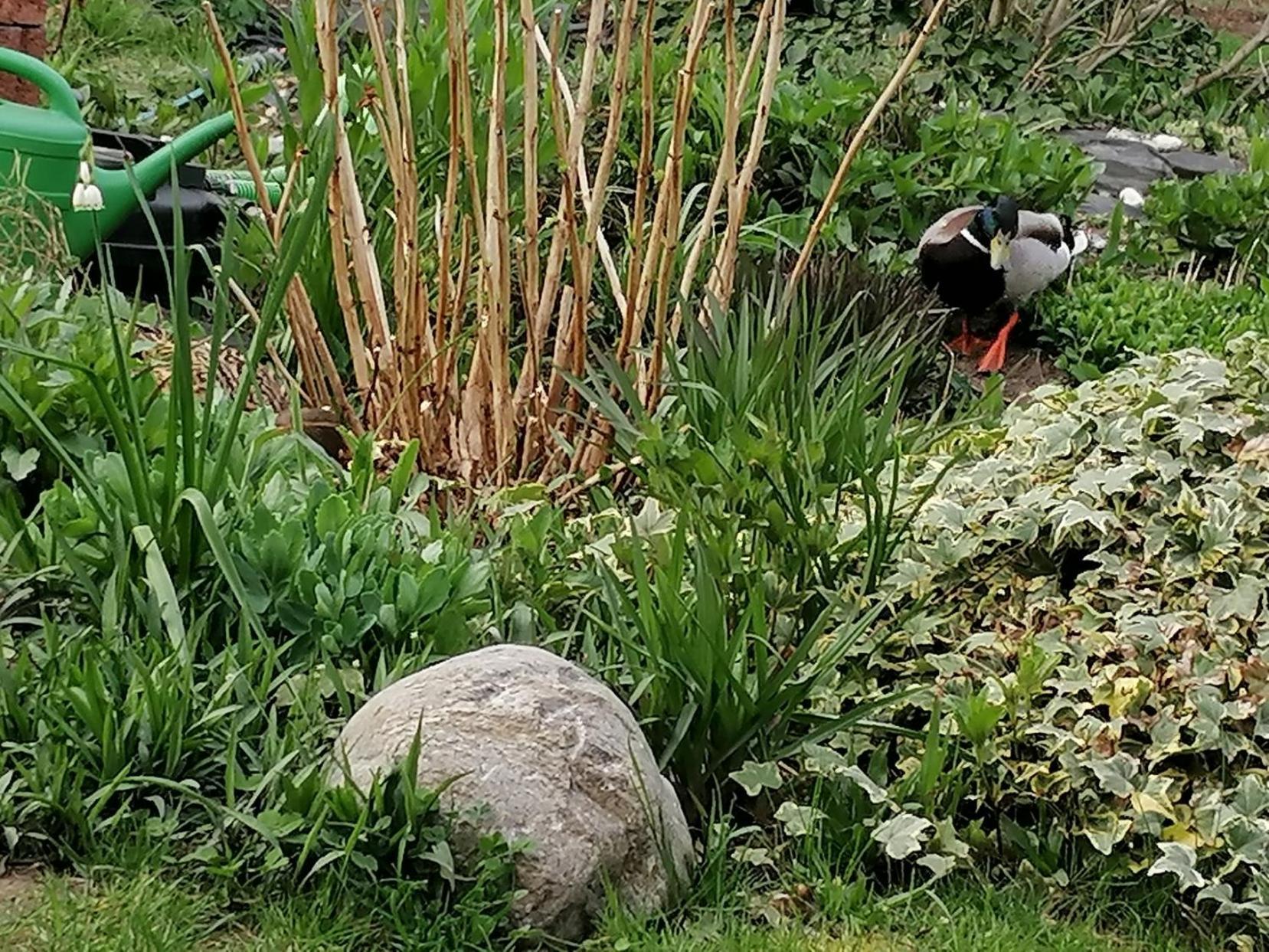 Im Idyllischen Garten Ferienpark *