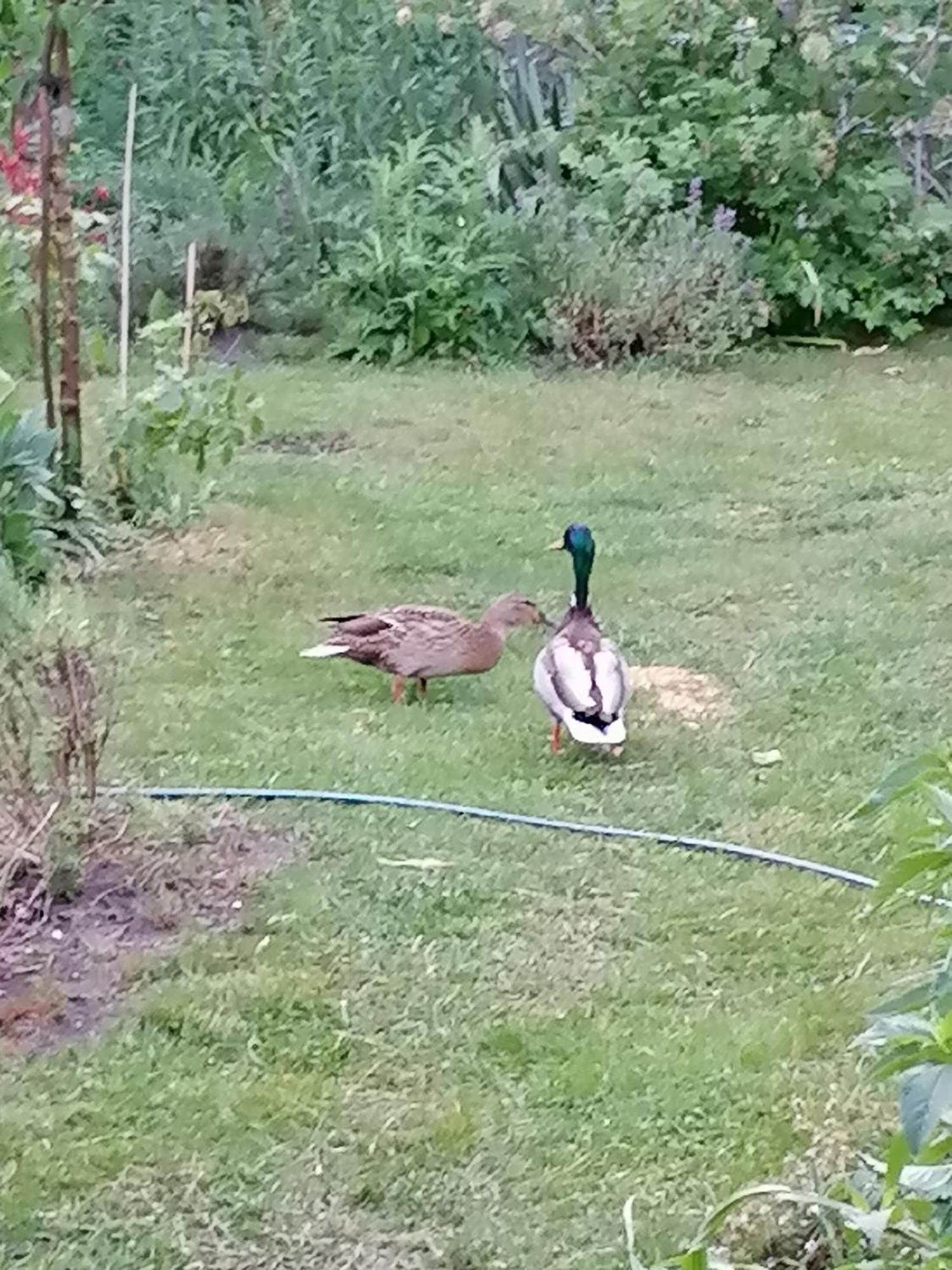Im Idyllischen Garten *
